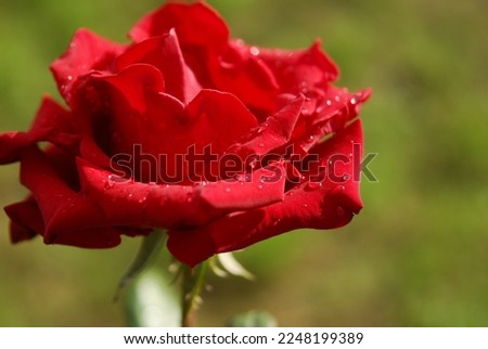 A red rose plant on a green field