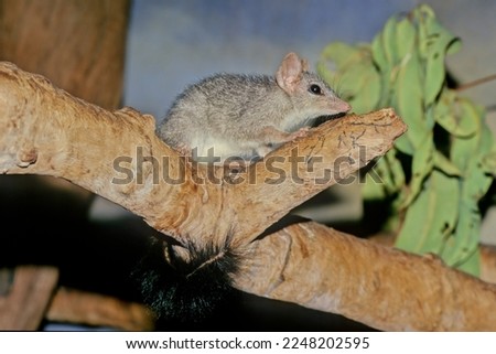 The phascogales members of the eponymous genus Phascogale,  also known as wambengers or mousesacks, are carnivorous Australian marsupials of the family Dasyuridae.