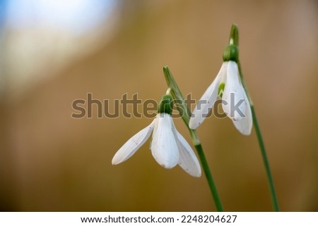 A common snowdrop. Also named  fair maids of february, little sister of the snows, purification flower, cadlemas bells, cadlemas lily or common bells. White wild plant. Galanthus nivalis. Royalty-Free Stock Photo #2248204627