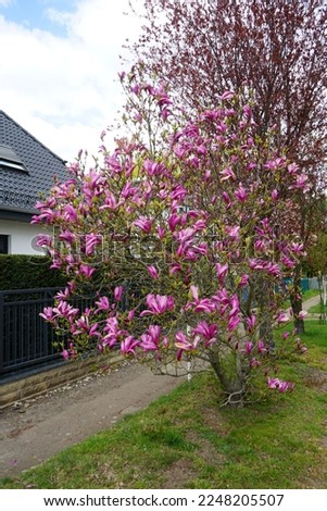 Magnolia liliiflora blooms in April in the garden. Magnolia liliiflora, woody-orchid, Mulan-, purple-, red-, lily-, tulip- and Jane magnolia, is a small tree. Berlin, Germany