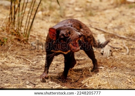 The Tasmanian devil Sarcophilus harrisii palawa kani: purinina is a carnivorous marsupial of the family Dasyuridae. Royalty-Free Stock Photo #2248205777