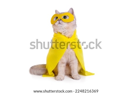 Cute white cat in a yellow superhero costume, sits on white background