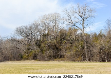 Forest in autumn, trees wintering, trees without leaves, trees i