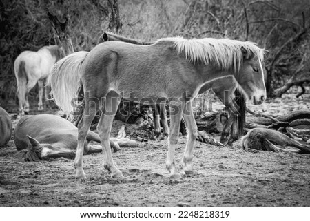 Arizona Salt River Wild Horses