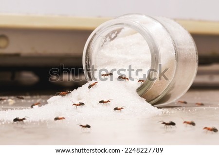 fallen sugar pot with ants inside, need for fumigation, insects inside the kitchen, red ant and candy maker