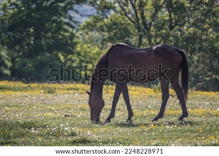 A herd of horses grazing in a spring pasture