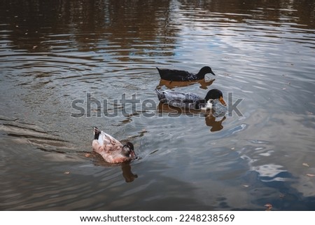 white ducks and a dark one are next to each other on the shore of a lake. ducks swimming in group