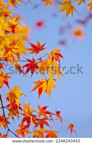 Maple leaf, bokeh flower background, pastel and soft floral card, selective focus, toned