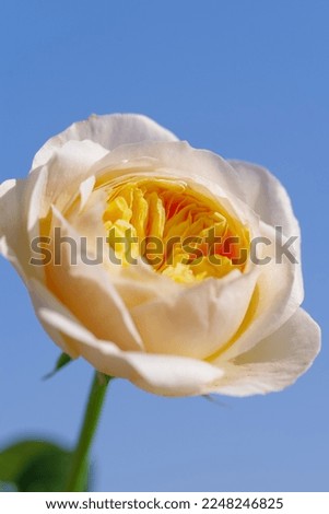 Blossoming golden rose, bokeh flower background, pastel and soft floral card, selective focus, toned