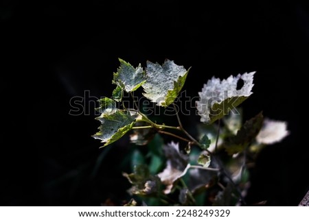 A close up shot of a green plant with dark background 