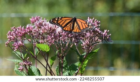 Monarch butterfly sips nectar from wildflower.jpeg