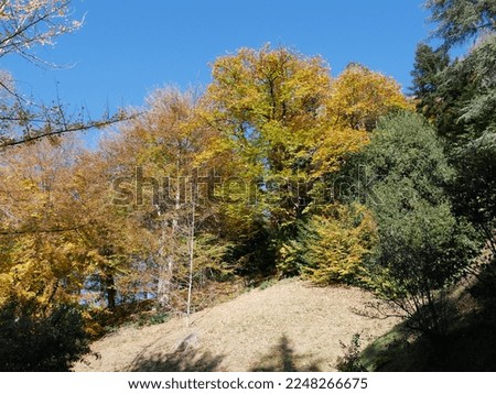 On the paths in Natural reserve of the Burcina Felice Piacenza Park.Golden autumn.