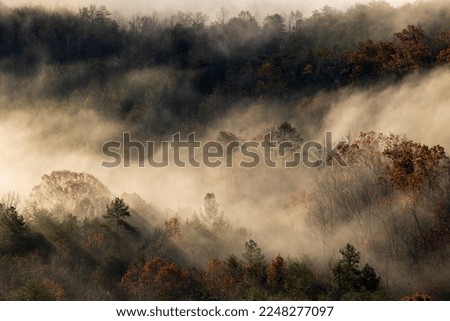 Foggy Fall Forest Moody Sunrise