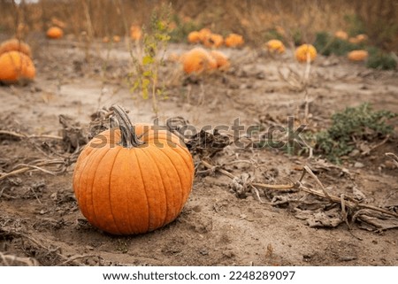 A pumpkin in a field at the pumpkin patch	

