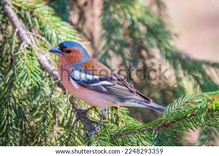 Common chaffinch sits on a branch in spring on green background. Beautiful songbird Common chaffinch in wildlife. The common chaffinch or simply the chaffinch, latin name Fringilla coelebs. Royalty-Free Stock Photo #2248293359