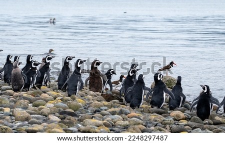 Group of penguins, a few pipilén on the shore of Conejos Islet, on the Isla Grande de Chiloé, CHILE.
Pebble beach