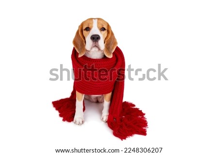 A beagle dog in a knitted red scarf looks at the camera on a white isolated background. The concept of autumn or winter.  Royalty-Free Stock Photo #2248306207