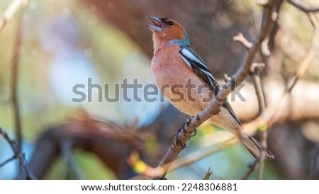 Common chaffinch sits on a branch in spring on green background. Beautiful songbird Common chaffinch in wildlife. The common chaffinch or simply the chaffinch, latin name Fringilla coelebs. Royalty-Free Stock Photo #2248306881