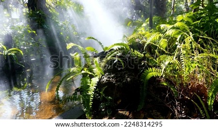 The Tropical jungle with  green of the nature as sun beam and mist-foggy in the morning at the  garden