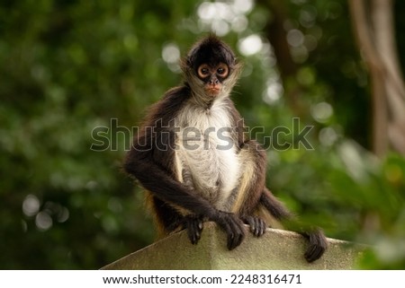 Cute Yukatan spider monkey is sitting on the roof of the building in the shade of trees and looking serious or concerned. Royalty-Free Stock Photo #2248316471