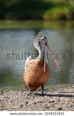 A large pirigan with a long beak looking for fish in nature