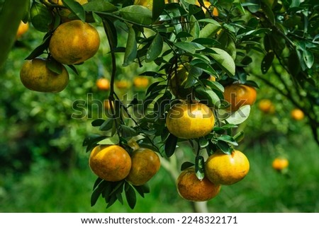 persimmon tangerine fruit in Sa Dec city, Vietnam