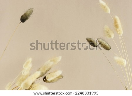 Dry fluffy bunny tails grass flowers frame beige and gray colors on beige background .  Tan pom pom plants backdrop.Botanical Poster.Autumn vibes.Copy space Royalty-Free Stock Photo #2248331995