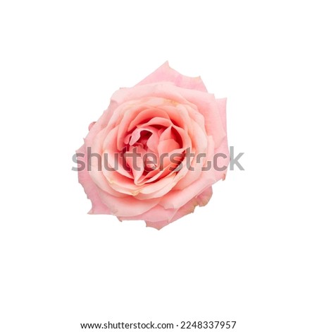 Pink rose isolated on the white background.