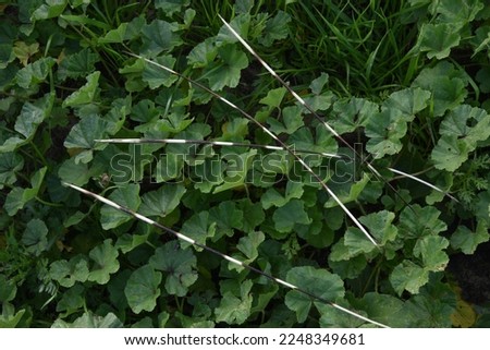 Thorns of a porcupine on a background of green plants 