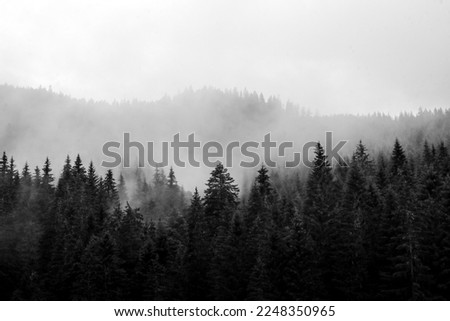 The black and white contrast picture of the wood after rain with fog going up from the trees.