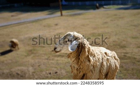 A picture of a sheep from a farm in Thailand.