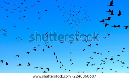 Background image of a bird in the blue sky. Royalty-Free Stock Photo #2248360687