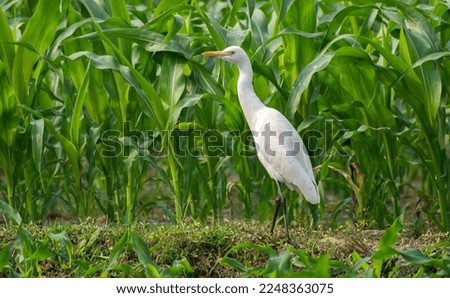 White heron and Cattle Egret bird (bog pakhi) on the field with green background, selective focus images.