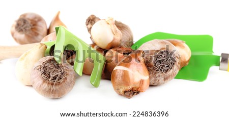 Flower bulbs, rake and spade isolated on white