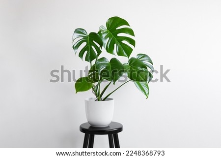 Young plant of Monstera deliciosa or Swiss Cheese Plant in a white flower pot on the light background with copy space, home gardening and connecting with nature Royalty-Free Stock Photo #2248368793