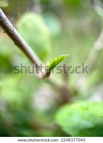 fresh color sunligh leaf background