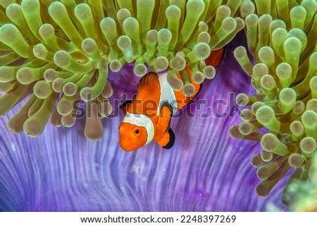 The common clownfish (Amphiprion ocellaris), is a marine fish belonging to the family Pomacentridae, which includes clownfishes and damselfishes. They  live in anemones which provide them protection. Royalty-Free Stock Photo #2248397269