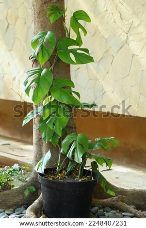 Swiss cheese plant growing on pot and climbing to tree trunk 