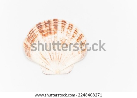 Top view of scallops shell isolated on white. High quality photo