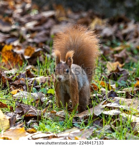 Eurasian red squirrel, Sciurus vulgaris at Old North Cemetery of Munich, Germany in Europe