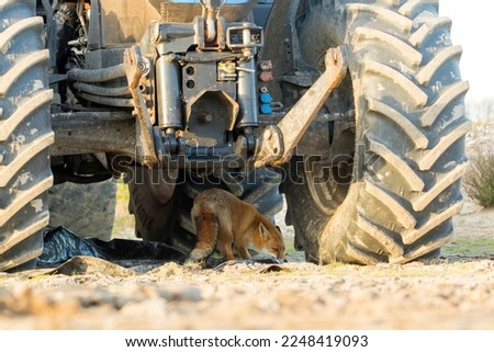 Red Fox Standing Under A Big Tractor on the Sand
