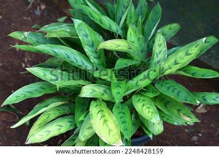 Beautiful Chinese evergreen plant aka aglaonema leaves pattern, top view 