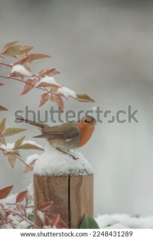 An adorable robin or redbreast bird (Erithacus rubecula) perched on a snowy hedge during a snowfall on a cold winter day in the Italian alps, Christmas or good luck concept, Italy, Vertical.