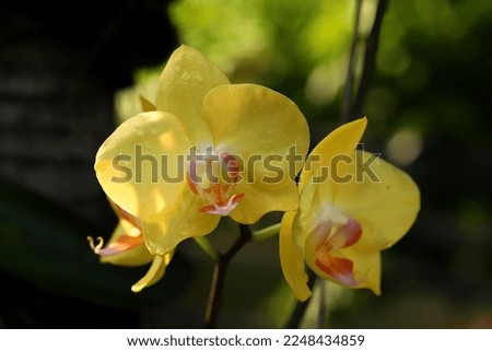 Blooming yellow orchid flowers shone by morning sunlight with bokeh background