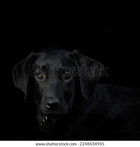 Portrait of a black labrador isolated on a black background
