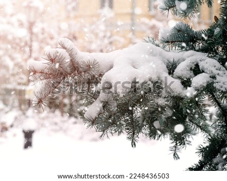 Spruce branches covered in snow, close-up.A fabulous light and colorful picture.It's snowing.