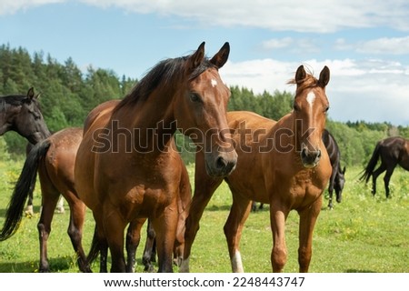 portrait of  sportive brood and young mares walking  at freedom at pasture. sunny summer day Royalty-Free Stock Photo #2248443747