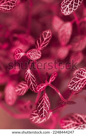 Closeup of potted plant with delicate little leaves, magenta background