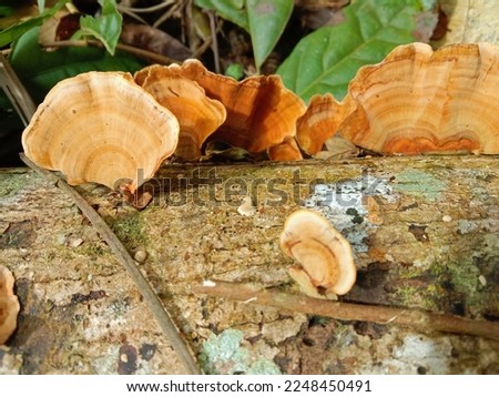 Stereum ostrea, also called false turkey-tail and golden curtain crust, is a basidiomycete fungus in the genus Stereum. It is a plant pathogen and a wood decay fungus.