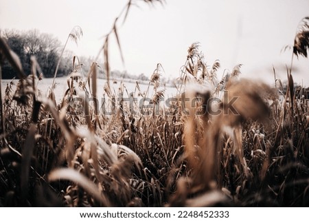 A field with tall golden frozen grass in winter